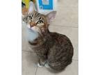 Adopt Barbara a Domestic Shorthair / Mixed (short coat) cat in Magnolia Springs