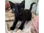 Adopt Nika a Tortoiseshell Domestic Shorthair / Mixed (short coat) cat in