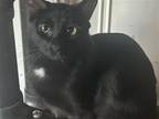 Adopt Cleo a Domestic Shorthair / Mixed (short coat) cat in Phoenix
