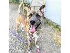 Adopt Tuba a Black German Shepherd Dog / Mixed dog in Oakland, CA (41539073)