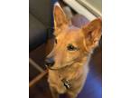 Adopt Copper a Red/Golden/Orange/Chestnut Collie / Mixed dog in Providence