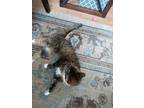 Adopt Sissy a Tortoiseshell American Shorthair / Mixed (short coat) cat in