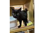 Adopt Sasha RPS a All Black Domestic Shorthair / Mixed (short coat) cat in