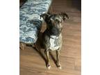Adopt Willow a Brown/Chocolate - with Black Catahoula Leopard Dog / Mixed dog in
