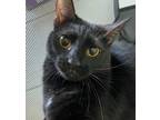Adopt Dani a All Black Domestic Shorthair (short coat) cat in Manchester