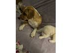Adopt Cookie a Tan/Yellow/Fawn - with White Labrador Retriever / Australian