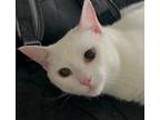 Adopt Astrid a White Domestic Shorthair (short coat) cat in Manchester