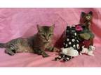 Adopt Pickles a Brown Tabby Domestic Shorthair (short coat) cat in Foster