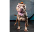 Adopt Jetz a Tan/Yellow/Fawn American Pit Bull Terrier / Mixed Breed (Medium) /