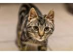 Adopt Joaquin a Brown Tabby Domestic Shorthair (medium coat) cat in Parlier
