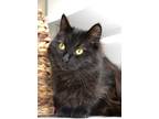 Adopt Effie Valarie a Domestic Longhair / Mixed (long coat) cat in St.