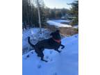 Adopt Banjo a Black Labrador Retriever / Mixed dog in Raleigh, NC (41482147)