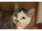 Adopt Lucy a White Domestic Shorthair / Mixed Breed (Medium) / Mixed (short