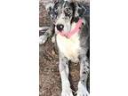 Adopt Lady Lola a Great Dane / Mixed dog in Bullard, TX (41541482)