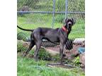 Adopt Brady a Great Dane / Mixed dog in Bullard, TX (41552278)