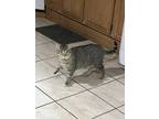 Adopt AJ a Spotted Tabby/Leopard Spotted Tabby / Mixed (short coat) cat in