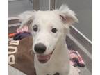 Adopt Zoya a Border Collie / Mixed dog in Silverdale, WA (41552876)