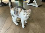 Adopt Hazel a Domestic Shorthair / Mixed cat in Philadelphia, PA (41552874)