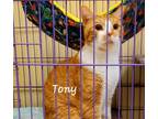 Adopt Tony #lover-boy a Orange or Red (Mostly) Domestic Shorthair / Mixed (short