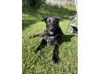 Adopt Evie a Black - with White German Shepherd Dog / Labrador Retriever / Mixed
