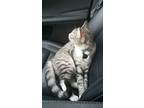 Adopt Archer a Gray, Blue or Silver Tabby American Shorthair / Mixed (short