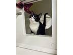 Adopt Catrick a Black & White or Tuxedo Domestic Shorthair / Mixed cat in