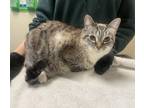 Adopt Pewter a Domestic Shorthair / Mixed cat in Oceanside, CA (41553057)