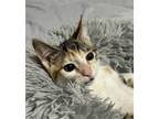 Adopt Macaron a Calico / Mixed cat in Traverse City, MI (41539265)