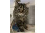 Adopt Catarina a Maine Coon / Mixed cat in Traverse City, MI (41550406)