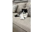 Adopt Buddy a Black & White or Tuxedo Domestic Longhair / Mixed (long coat) cat