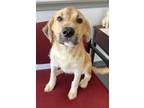 Adopt Balzac a Border Collie / Hound (Unknown Type) / Mixed dog in Topeka