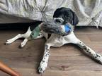 Adopt Moose a White - with Black German Shorthaired Pointer dog in Denver