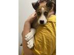 Adopt Soren a Siberian Husky / Mixed dog in Topeka, KS (41552865)