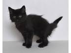 Adopt Moon a All Black Domestic Mediumhair (medium coat) cat in Jefferson City