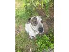 Adopt Omen a White - with Gray or Silver Catahoula Leopard Dog / Mixed dog in