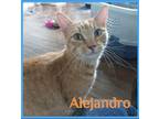 Adopt ALEJANDRO a Orange or Red Domestic Shorthair / Mixed (short coat) cat in