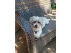 Adopt Mason a White - with Gray or Silver Shih Tzu / Poodle (Miniature) / Mixed