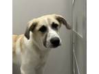 Adopt Ashton a Great Pyrenees / Mixed dog in Des Moines, IA (41552883)