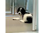 Adopt Wiggles a English Springer Spaniel / Mixed dog in Des Moines