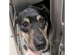 Adopt Mort a Labrador Retriever / Hound (Unknown Type) / Mixed dog in Des