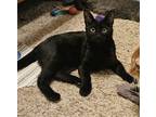 Adopt Jet a All Black Bombay / Mixed (short coat) cat in Spring, TX (41501022)