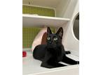 Adopt Biscuit a All Black Domestic Shorthair / Mixed cat in Spring