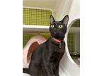 Adopt Salem a All Black Domestic Shorthair / Mixed cat in Spring, TX (41492715)