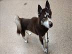 Adopt KENNY a Brown/Chocolate Siberian Husky / Mixed dog in Springfield