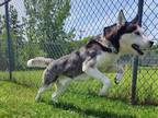 Adopt DRAVEN a Black Siberian Husky / Mixed dog in Springfield, MA (41514061)