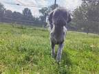 Adopt MADISON a Black Shih Tzu / Mixed dog in Springfield, MA (41538754)