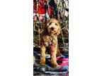 Adopt Stella a Tan/Yellow/Fawn - with White Goldendoodle / Mixed dog in Chicago