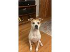Adopt Peaches a Tan/Yellow/Fawn - with White American Staffordshire Terrier /