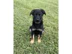 Adopt Troy a Black - with Tan, Yellow or Fawn German Shepherd Dog / Mixed dog in