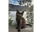 Adopt SABINA a All Black Domestic Mediumhair (medium coat) cat in Monrovia